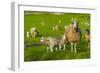 View of sheep and spring lambs in Elmton Village, Bolsover, Chesterfield, Derbyshire, England-Frank Fell-Framed Photographic Print