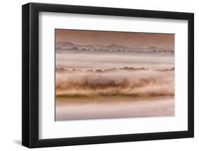 View of sheep flock grazing on pasture in mist at sunrise, Cobblers Plain, Monmouthshire-Allen Lloyd-Framed Photographic Print