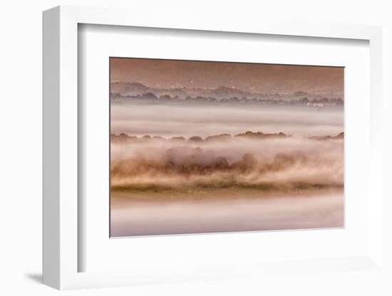 View of sheep flock grazing on pasture in mist at sunrise, Cobblers Plain, Monmouthshire-Allen Lloyd-Framed Photographic Print