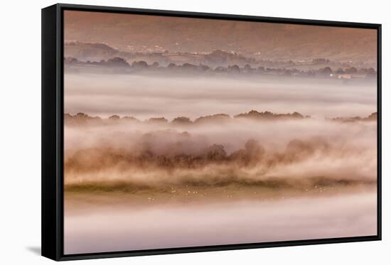 View of sheep flock grazing on pasture in mist at sunrise, Cobblers Plain, Monmouthshire-Allen Lloyd-Framed Stretched Canvas