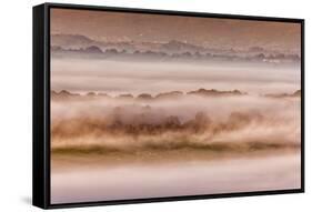 View of sheep flock grazing on pasture in mist at sunrise, Cobblers Plain, Monmouthshire-Allen Lloyd-Framed Stretched Canvas