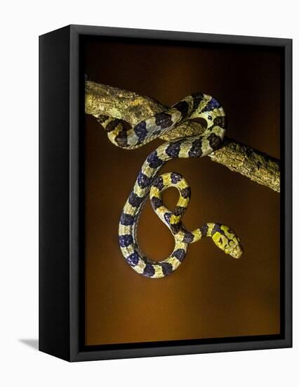 View of snake on branch, Madagascar-Panoramic Images-Framed Stretched Canvas
