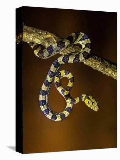 View of snake on branch, Madagascar-Panoramic Images-Stretched Canvas