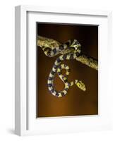 View of snake on branch, Madagascar-Panoramic Images-Framed Photographic Print