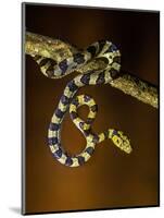 View of snake on branch, Madagascar-Panoramic Images-Mounted Photographic Print