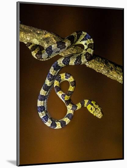 View of snake on branch, Madagascar-Panoramic Images-Mounted Photographic Print