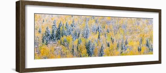 View of snow at autumn, Wells Gray Provincial Park, British Columbia, Canada-Panoramic Images-Framed Photographic Print