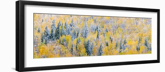 View of snow at autumn, Wells Gray Provincial Park, British Columbia, Canada-Panoramic Images-Framed Photographic Print
