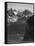 View Of Snow-Capped Mt Timbered Area Below "In Rocky Mountain National Park" Colorado 1933-1942-Ansel Adams-Framed Stretched Canvas