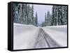 View of snow covered road, Willamette National Forest, Linn County, Oregon, USA-null-Framed Stretched Canvas