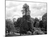 View of St James's Park Lake and Big Ben - London - UK - England - United Kingdom - Europe-Philippe Hugonnard-Mounted Photographic Print