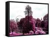 View of St James's Park Lake and Big Ben - London - UK - England - United Kingdom - Europe-Philippe Hugonnard-Framed Stretched Canvas