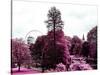 View of St James's Park Lake and Big Ben - London - UK - England - United Kingdom - Europe-Philippe Hugonnard-Stretched Canvas