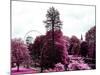 View of St James's Park Lake and Big Ben - London - UK - England - United Kingdom - Europe-Philippe Hugonnard-Mounted Photographic Print