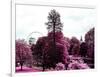 View of St James's Park Lake and Big Ben - London - UK - England - United Kingdom - Europe-Philippe Hugonnard-Framed Photographic Print