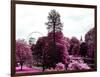 View of St James's Park Lake and Big Ben - London - UK - England - United Kingdom - Europe-Philippe Hugonnard-Framed Photographic Print