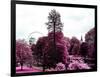 View of St James's Park Lake and Big Ben - London - UK - England - United Kingdom - Europe-Philippe Hugonnard-Framed Photographic Print