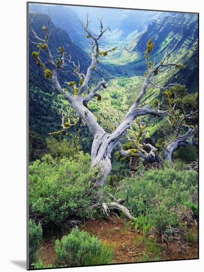 View of Steens Mountain at Little Blitzen River Gorge, Oregon, USA-Scott T. Smith-Mounted Premium Photographic Print