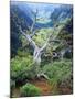 View of Steens Mountain at Little Blitzen River Gorge, Oregon, USA-Scott T. Smith-Mounted Premium Photographic Print