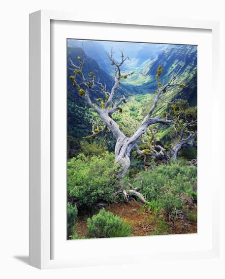 View of Steens Mountain at Little Blitzen River Gorge, Oregon, USA-Scott T. Smith-Framed Photographic Print