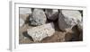 View of stones at archaeological site in ancient port city of Caesarea, Tel Aviv, Israel-null-Framed Photographic Print