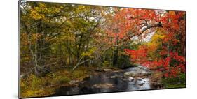 View of stream in fall colors, Maine, USA-null-Mounted Photographic Print