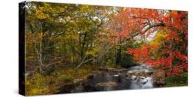 View of stream in fall colors, Maine, USA-null-Stretched Canvas