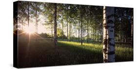 View of sun rays through birch trees, Imatra, Finland-Panoramic Images-Stretched Canvas