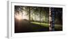 View of sun rays through birch trees, Imatra, Finland-Panoramic Images-Framed Photographic Print