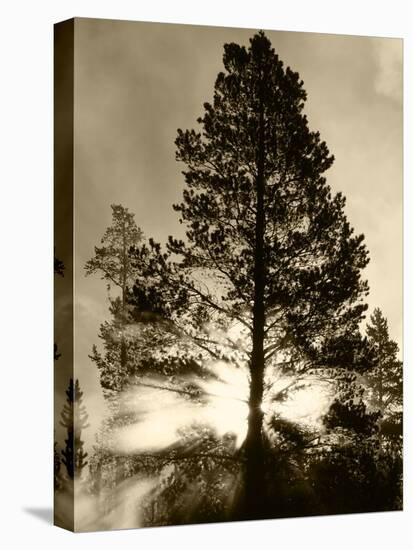 View of Sunbeam Through Trees, Yellowstone National Park, Wyoming, USA-Scott T. Smith-Stretched Canvas