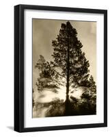 View of Sunbeam Through Trees, Yellowstone National Park, Wyoming, USA-Scott T. Smith-Framed Photographic Print