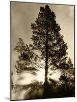 View of Sunbeam Through Trees, Yellowstone National Park, Wyoming, USA-Scott T. Smith-Mounted Photographic Print