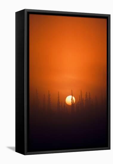 View of Sunrise over Spruces Trees, Fairbanks, Alaska, USA-Hugh Rose-Framed Stretched Canvas