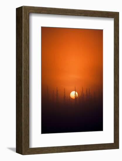 View of Sunrise over Spruces Trees, Fairbanks, Alaska, USA-Hugh Rose-Framed Photographic Print