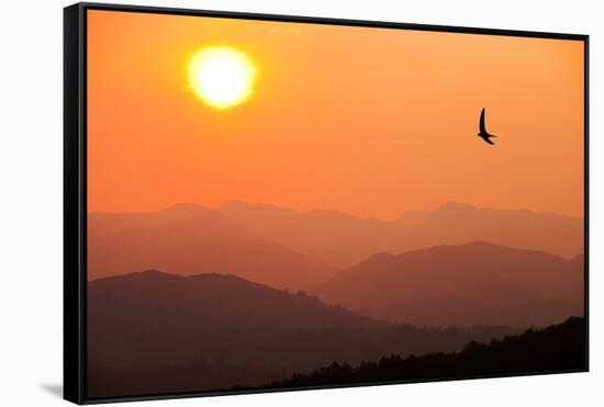View of sunset over mountains with flying swift, Cumbria, UK-Ashley Cooper-Framed Stretched Canvas