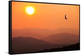 View of sunset over mountains with flying swift, Cumbria, UK-Ashley Cooper-Framed Stretched Canvas