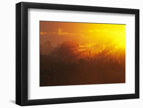 View of swamp habitat at sunrise, Everglades, Florida, USA-David Tipling-Framed Photographic Print