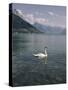 View of Swan on Lake Geneva-Philip Gendreau-Stretched Canvas