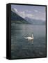 View of Swan on Lake Geneva-Philip Gendreau-Framed Stretched Canvas