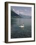 View of Swan on Lake Geneva-Philip Gendreau-Framed Photographic Print