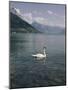 View of Swan on Lake Geneva-Philip Gendreau-Mounted Photographic Print