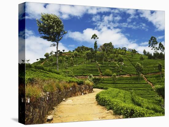 View of Tea Plantations from Lipton's Seat, Haputale, Sri Lanka, Asia-Jochen Schlenker-Stretched Canvas