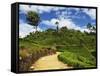 View of Tea Plantations from Lipton's Seat, Haputale, Sri Lanka, Asia-Jochen Schlenker-Framed Stretched Canvas