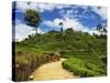 View of Tea Plantations from Lipton's Seat, Haputale, Sri Lanka, Asia-Jochen Schlenker-Stretched Canvas