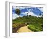 View of Tea Plantations from Lipton's Seat, Haputale, Sri Lanka, Asia-Jochen Schlenker-Framed Premium Photographic Print