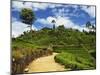 View of Tea Plantations from Lipton's Seat, Haputale, Sri Lanka, Asia-Jochen Schlenker-Mounted Photographic Print