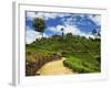 View of Tea Plantations from Lipton's Seat, Haputale, Sri Lanka, Asia-Jochen Schlenker-Framed Photographic Print