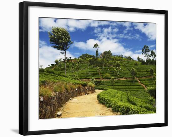 View of Tea Plantations from Lipton's Seat, Haputale, Sri Lanka, Asia-Jochen Schlenker-Framed Photographic Print