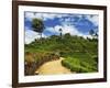 View of Tea Plantations from Lipton's Seat, Haputale, Sri Lanka, Asia-Jochen Schlenker-Framed Photographic Print