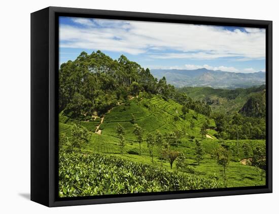 View of Tea Plantations from Lipton's Seat, Haputale, Sri Lanka, Asia-Jochen Schlenker-Framed Stretched Canvas